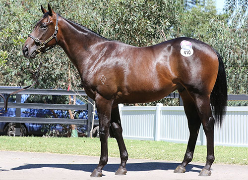 BRAZEN BEAU x GRACEFUL DEVIL COLT..